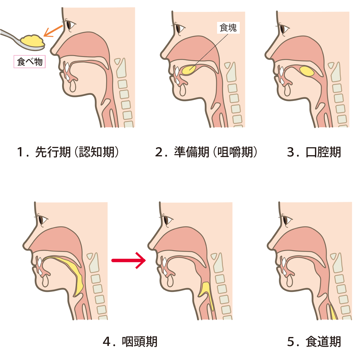 「食べる」行為は５段階に分けられる