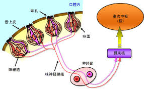 味覚のメカニズム
