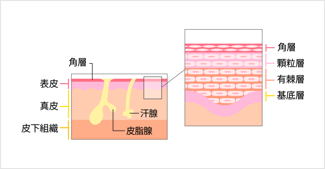 ターンオーバー