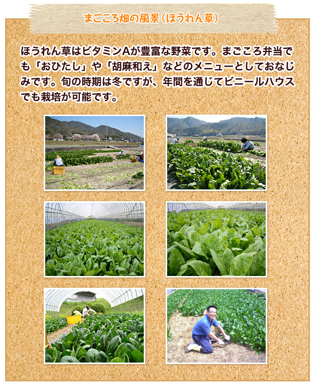 まごころ畑の風景(ほうれん草)