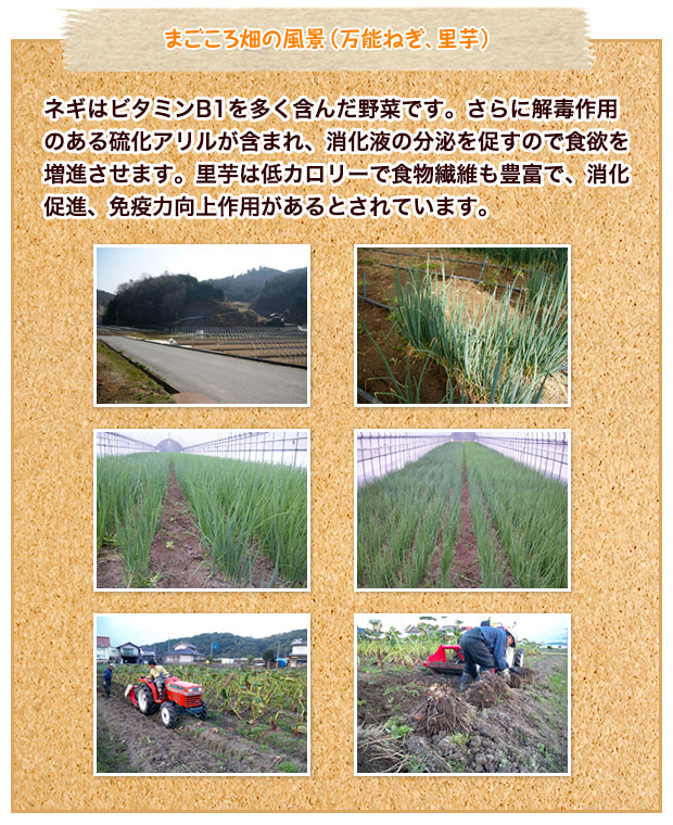 まごころ畑の風景(万能ねぎ、里芋)