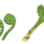 春の山菜、食べ方と健康効果について