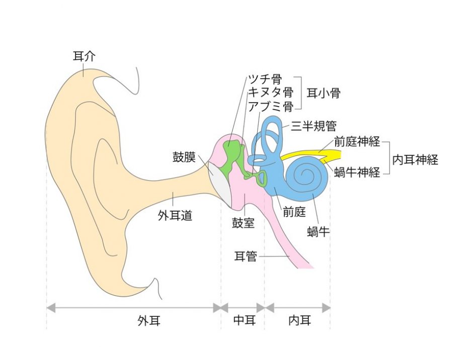 音が聞こえる仕組み