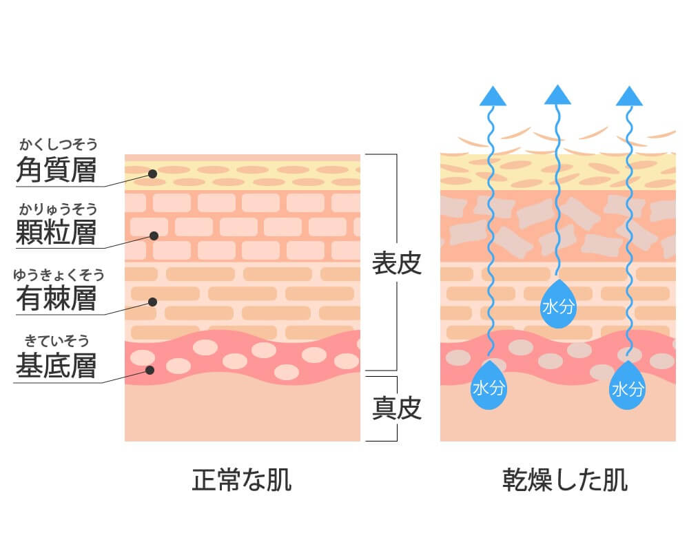 乾燥肌の原因とは？