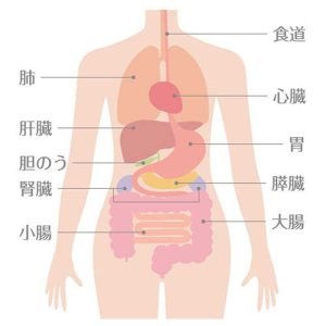 膵臓の働きとは？