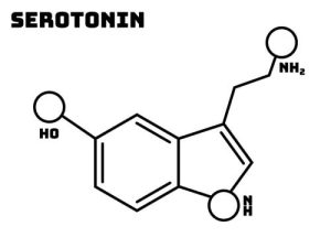 セロトニンとは？