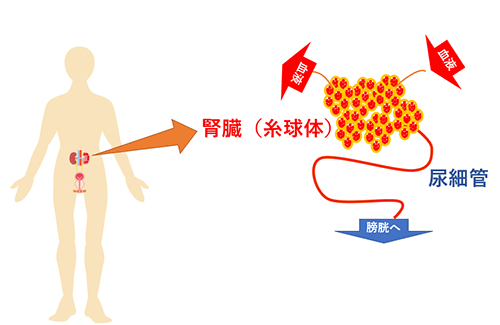 そもそも腎臓の機能とは？