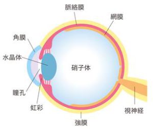 目の構造と働き